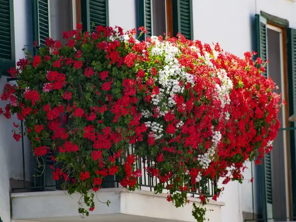 Kaskadowa pelargonia w czerwonych i białych kwiatach ozdabia balkon, tworząc barwny wodospad zieleni i barw.