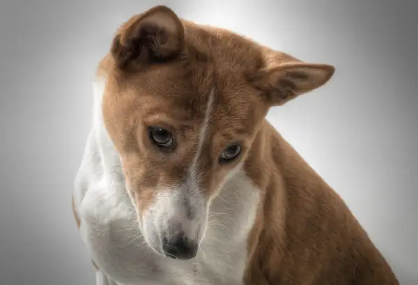 Uroczy basenji z rudym futrem i białym znaczeniem na piersi, zamyślony. Zastanawiasz się nad basenji cena?
