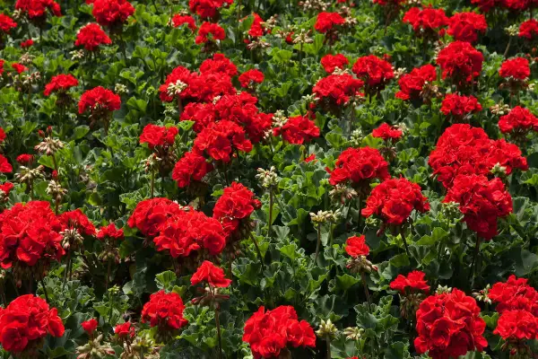 Morze czerwonych kwiatów pelargonia calliope, z zielonymi, pofałdowanymi liśćmi tworzącymi tło.