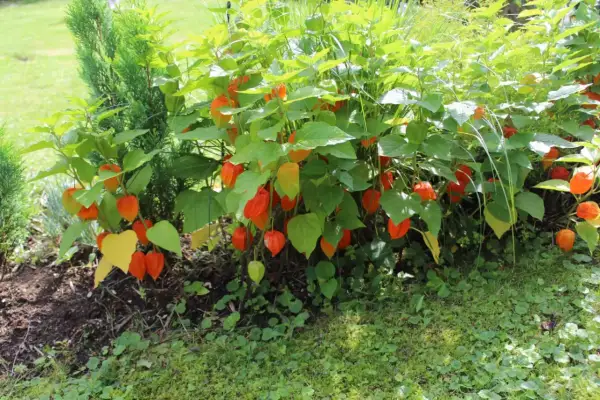 Krzew z pomarańczowymi, lampionowatymi owocami, przypominającymi rodzynki brazylijskie. Piękny przykład uprawy roślin ozdobnych.