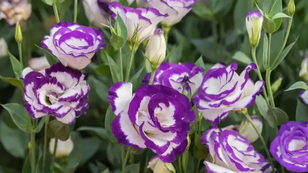 Urocza eustoma w doniczce, z fioletowo-białymi płatkami, tworzy piękny bukiet.