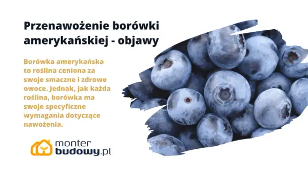 Zbliżenie na grupę dojrzałych, niebieskich borówek amerykańskich.