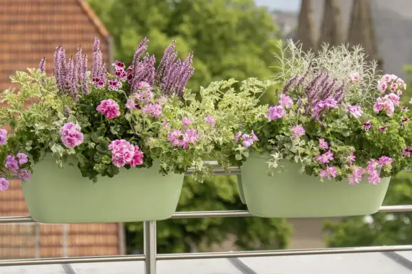 Komarzyca z pelargoniami tworzy bujne kompozycje w zielonych skrzynkach na balustradzie.