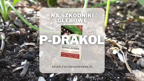 P-Drakol - mikrobiologiczny preparat doglebowy na pędraki i nicienie. Chroni trawnik i stymuluje rozwój korzeni.