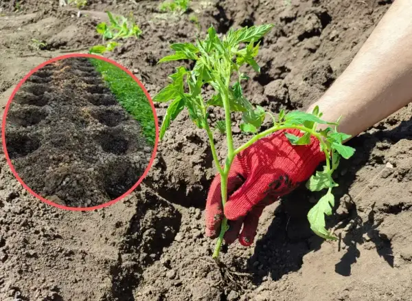 Sadzenie pomidorów. W okręgu widać dołki na rozsadę, a ręka w czerwonej rękawicy sadzi młodą roślinę. Jaki obornik pod pomidory?