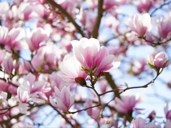 Delikatne, różowe kwiaty magnolii na tle błękitnego nieba. Czego nie lubi magnolia? Zbyt ostrego słońca, które może przypalić jej płatki.