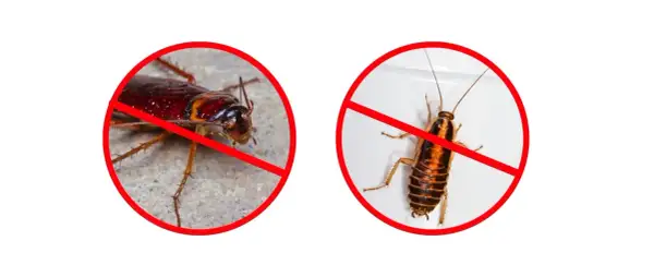 Dwa karaluchy w czerwonych kółkach z przekreśleniem. Koniec z deltam i innymi szkodnikami!