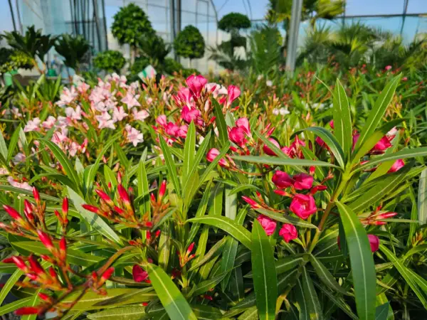 Kwitnący oleander w odcieniach różu i czerwieni, tworzący barwny dywan. Różne oleander kolory zachwycają w szklarni.