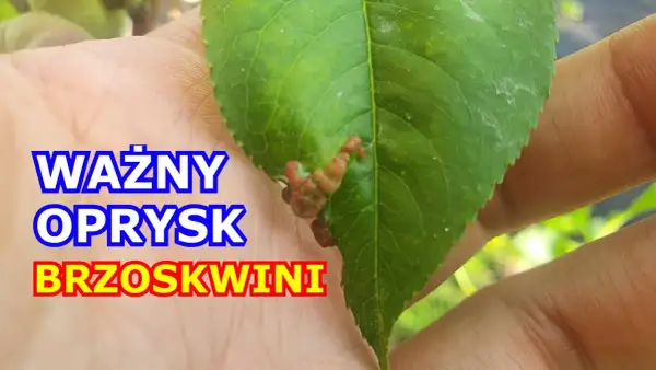 Kiedy opryskiwać brzoskwinie, aby uniknąć chorób i szkodników?