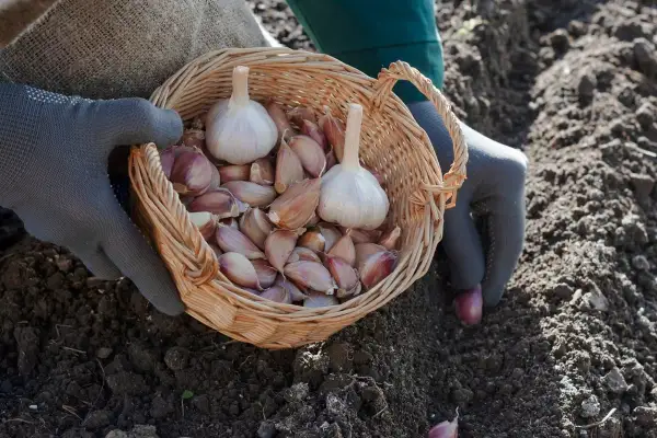 Ręce w rękawiczkach trzymają koszyk z główkami i ząbkami czosnku, gotowe do sadzenia. Wiosna to idealny czas, kiedy sadzić czosnek.