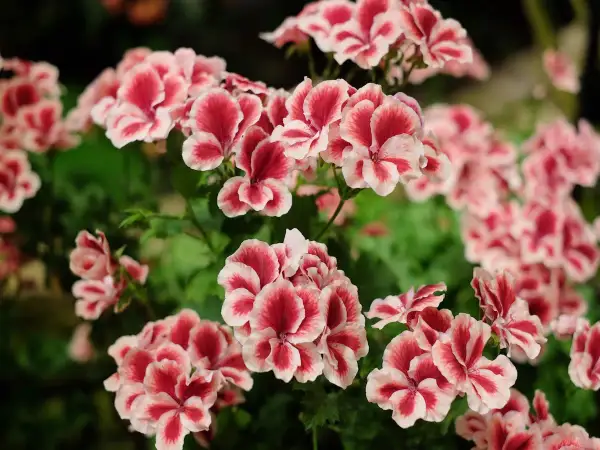 Kwitnące pelargonie angielskie w odcieniach różu i bieli tworzą bujne, kolorowe kępy.