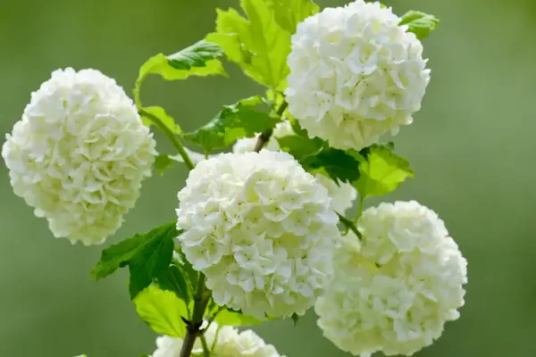 Piękne, kuliste kwiatostany kaliny odmiany 'Roseum' na tle zieleni.