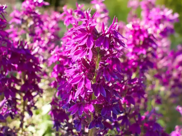 Intensywnie fioletowy lobelia kwiat tworzy kaskadę barw na tle rozmytego ogrodu.