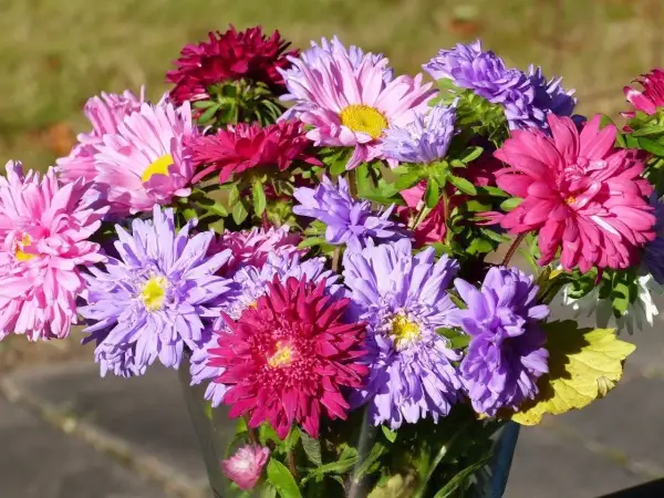 W bukiecie różnobarwne aster chiński peoniowy: różowe, fioletowe, purpurowe.