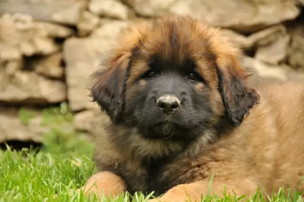 Uroczy szczeniak leonberger leży na trawie. Zastanawiasz się nad jego ceną?