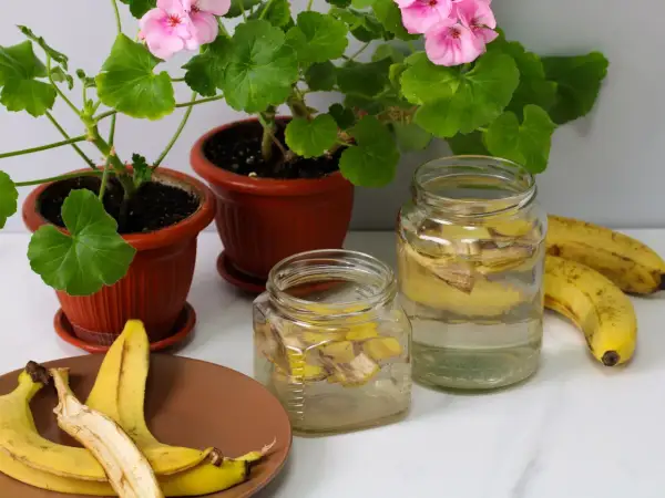 Domowa gnojówka z bananów w słoikach, obok kwitnące pelargonie i świeże banany.
